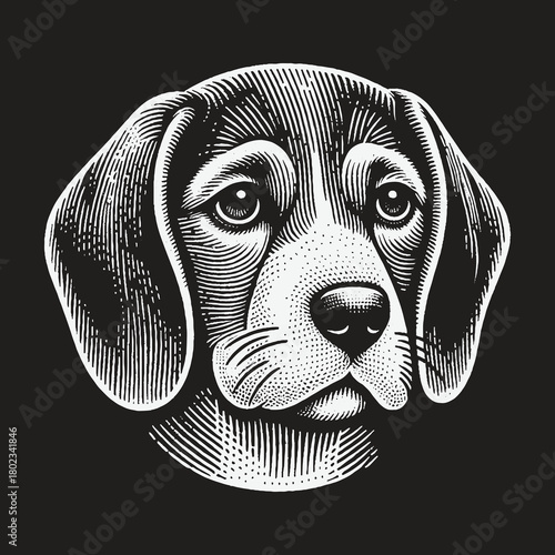 Beagle Puppy Head Engraving Style Illustration on Black Background.