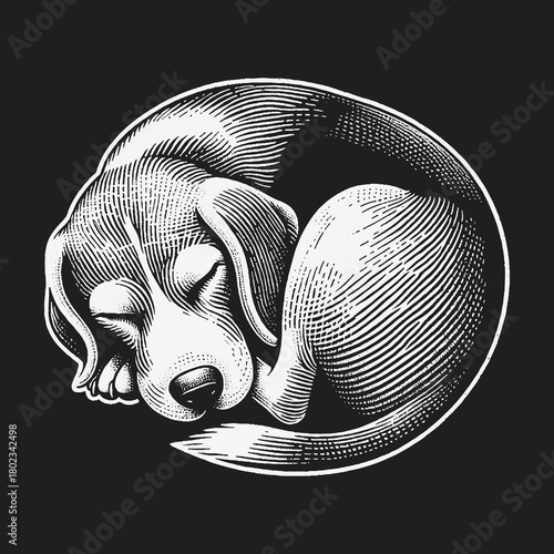 Vintage engraving style illustration of a sleeping beagle puppy.