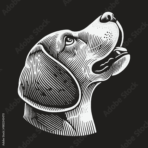 Vintage Engraving Style Beagle Dog Head Illustration.