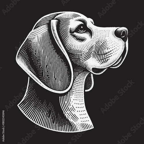 Vintage Engraving Style Beagle Dog Head Illustration.