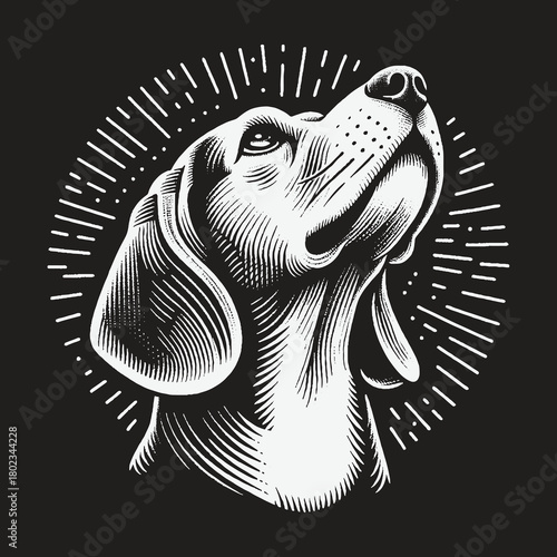 Noble Beagle Dog Portrait Looking Upwards in Vintage Engraving Style.