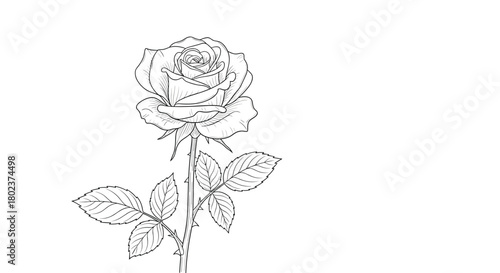 Detailed black and white line drawing of a blooming rose with leaves and thorns on a plain background.