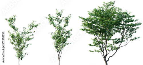 Cuadro en lienzo Set of Japanese maple trees (Acer palmatum) with green summer foliage, isolated