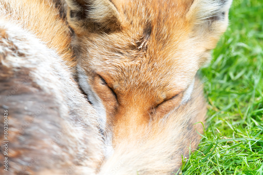Obraz premium Red fox sleeping curled up, eyes closed and tail wrapped around its face