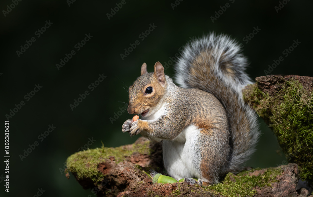 Fototapeta premium Grey Squirrel holding and eating nut on a tree branch