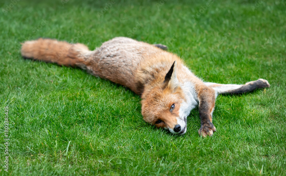 Obraz premium A playful relaxed red fox lies on its side on a vibrant green lawn