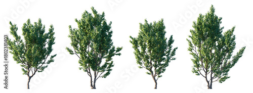 Fotografie Set of Acer campestre trees (Field Maple) with green summer foliage, isolated on