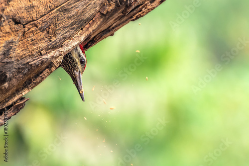 Photography A beautiful Black-rumped flameback woodpecker (Dinopium benghalense) at work on nest hole in tree trunk