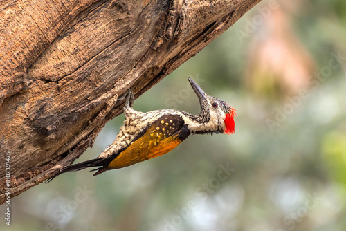 Photography A beautiful Black-rumped flameback woodpecker (Dinopium benghalense) is searching food on the tree Stem in a green blurred forest background
