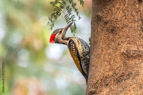 Canvas Print A beautiful Black-rumped flameback woodpecker (Dinopium benghalense) is searching food on the tree Stem in a green blurred forest background