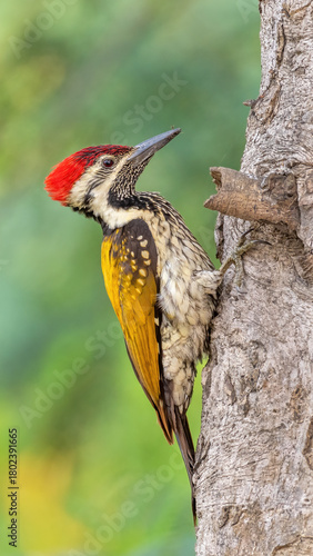 Photography A beautiful Black-rumped flameback woodpecker (Dinopium benghalense) is searching food on the tree Stem in a green blurred forest background