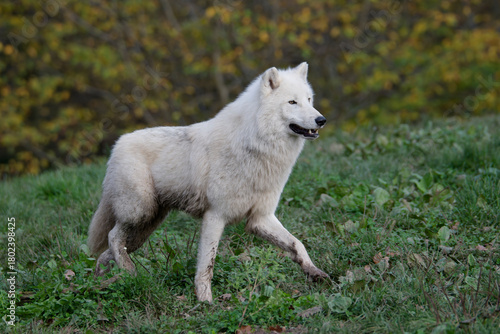 Loup arctique