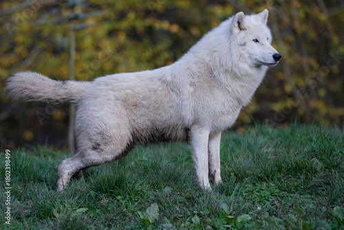 Loup arctique