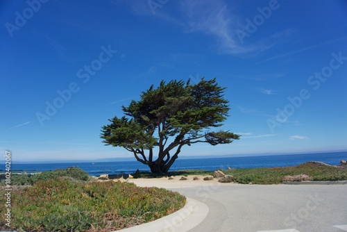 Photos Lone Monterey cypress tree overlooking the Pacific Ocean on the Monterey Peninsu