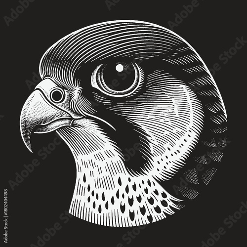 Detailed peregrine falcon head in a classic woodcut vector style.