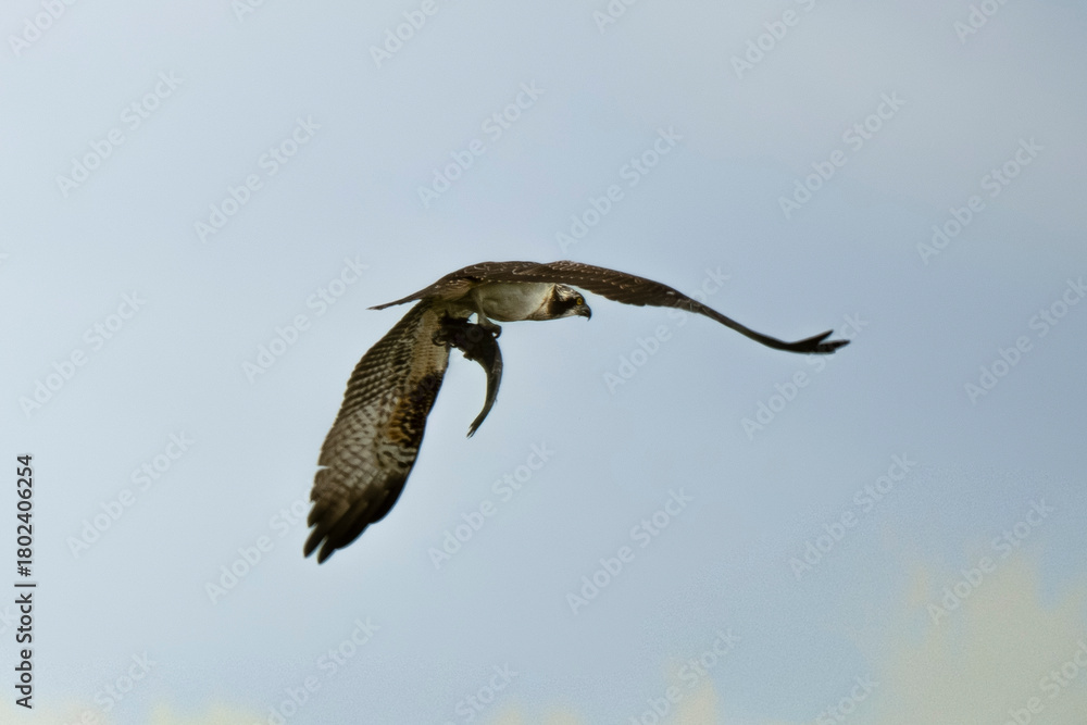 Fototapeta premium Balbuzard pêcheur