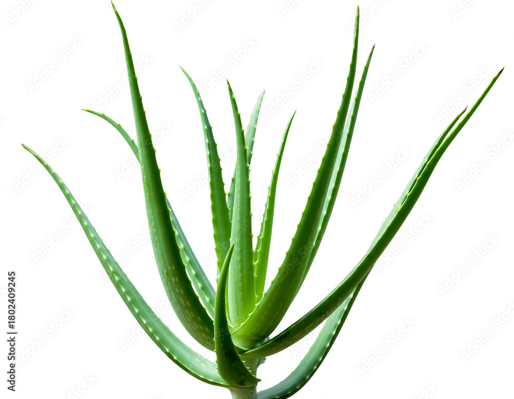 Fototapeta premium Aloe Vera Plant Isolated On White With Pure Clipping Path