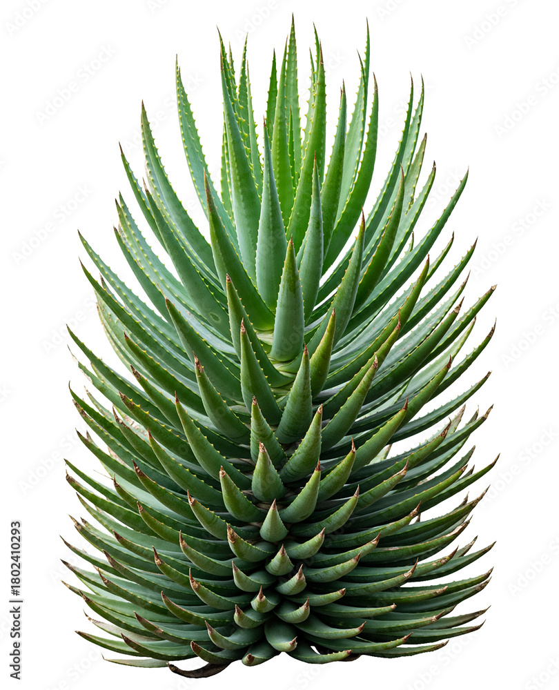 Fototapeta premium Full Aloe Vera Plant Isolated On Clean White Background