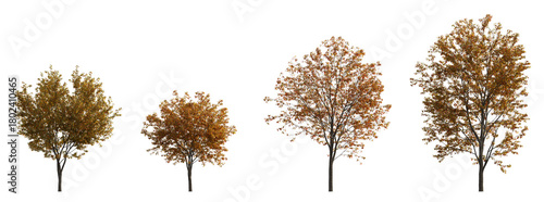 Cuadro en lienzo Acer tataricum Trees in Autumn Season with Yellow Red Orange Leaves, Isolated De