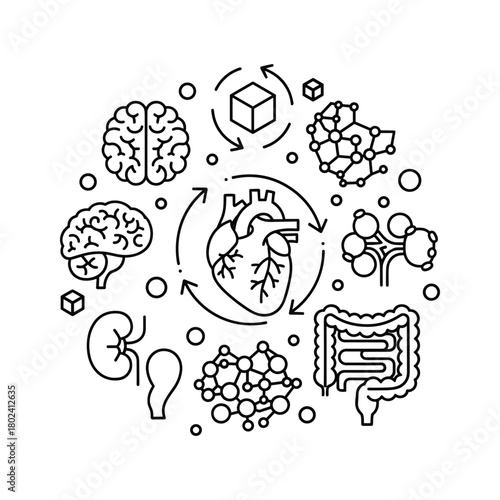 Human body systems and organs in medical line art illustration