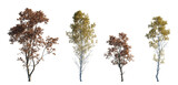 Trees Collection in Autumn – Maple (Acer) and Birch (Betula) Species with Red and Yellow Foliage, Transparent Background, High-Quality Isolated Seasonal Tree Pack