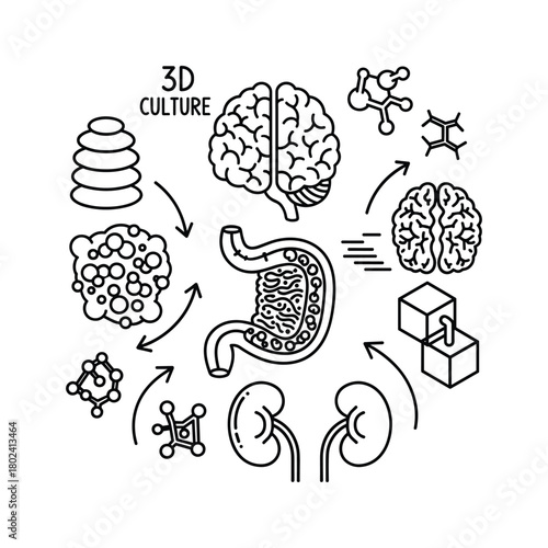 3d culture organoids and human anatomy for scientific research