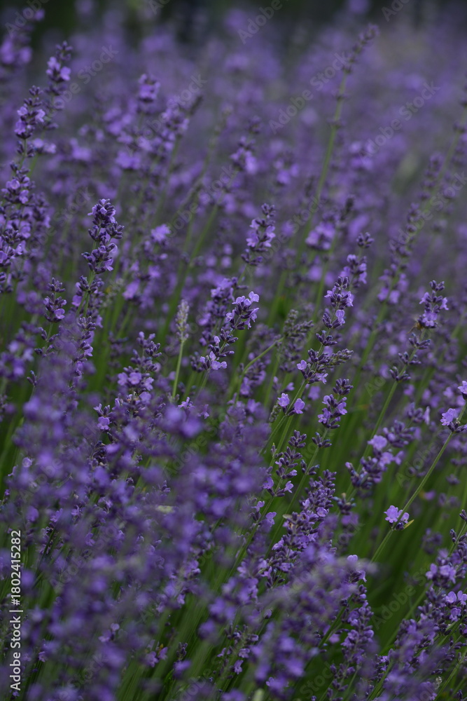 Naklejka premium Lavender blooming flowers closeup and sunny bokeh flowers background. Scene with lavendula flowers. Selective focus. Lavender background.