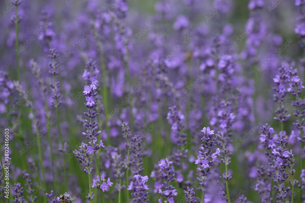 Obraz premium Lavender blooming flowers closeup and sunny bokeh flowers background. Scene with lavendula flowers. Selective focus. Lavender background.