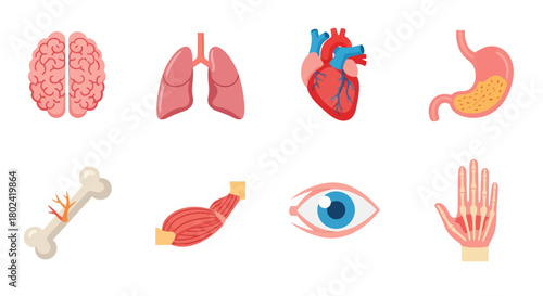 Colorful medical icons depicting human anatomy in flat design