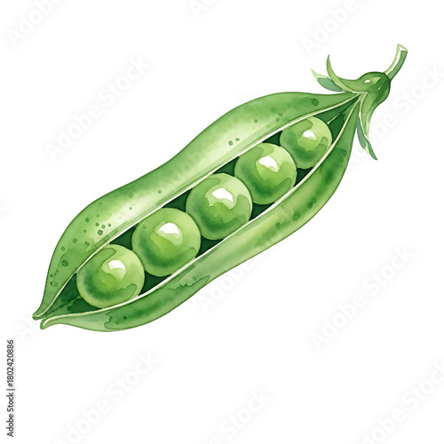 Watercolor Pea Pod Illustration: Fresh Green Peas in a Pod