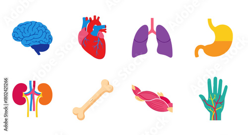 Colorful flat design anatomy symbols featuring organs and muscles