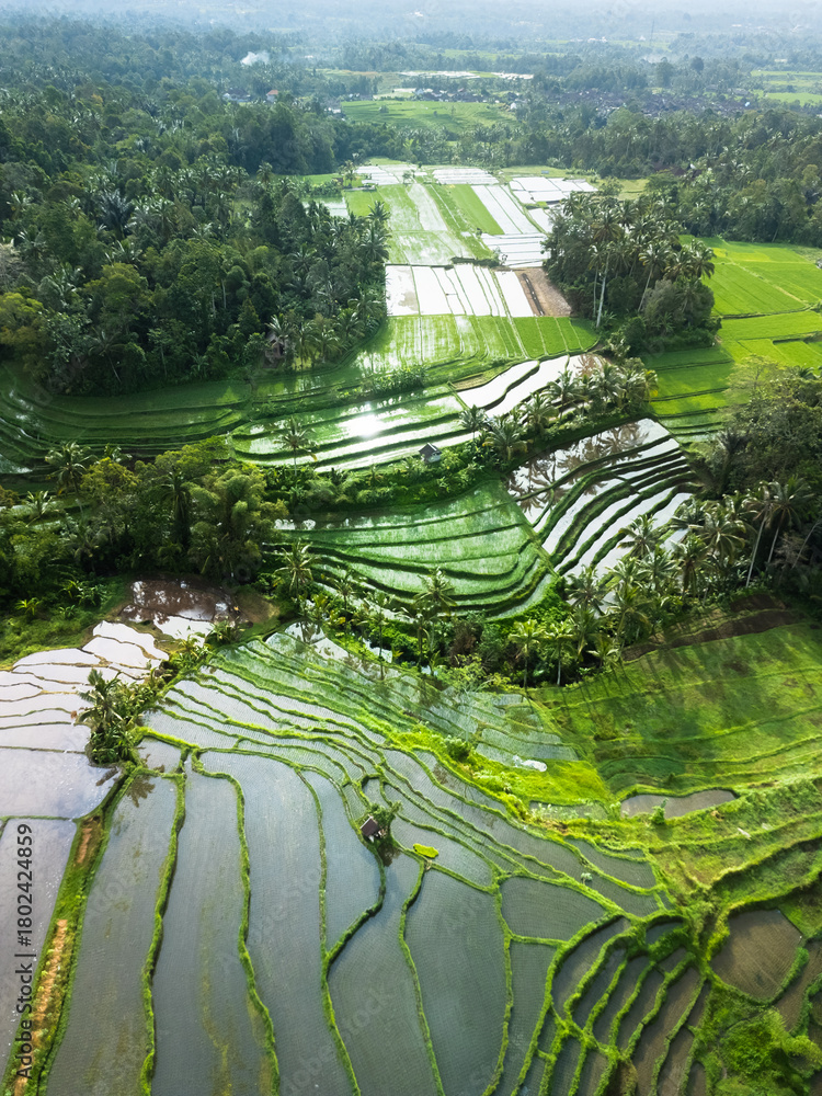 Obraz premium Shimmering Water-Filled Bali Rice Terraces In Lush Tropical Countryside