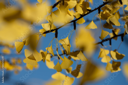 Golden Yellow Ginkgo Leaves On Blue Sky Branches In Autumn Light - Closeup Na...