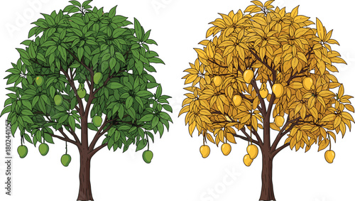 Mango tree seasonal contrast, green and yellow leaves, ripe and unripe mangoes, tropical fruit growth, nature cycle, agriculture concept