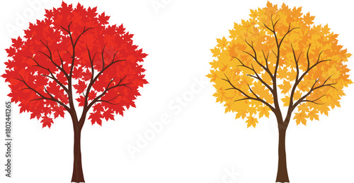 Autumn tree, fall foliage, red leaves, yellow leaves, seasonal change, nature illustration, deciduous tree, vector art, botanical drawing, landscape design