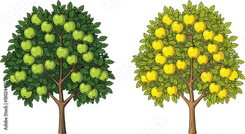 Green apple tree, yellow apple tree, fruit orchard, apple harvest, botanical illustration, nature farming, agriculture concept, seasonal produce, vector art