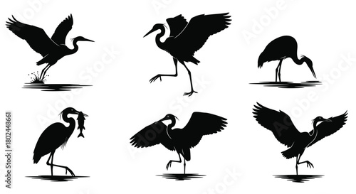 Silhouettes of wading birds in various poses a striking avian collection