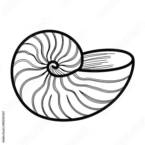Detailed nautilus shell illustration isolated on, showcasing its spiral structure and natural beauty, perfect for marine biology or artistic projects