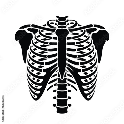 Illustration of a human rib cage isolated on, showcasing the skeletal structure and anatomy of the chest, providing a detailed view of the bones and their arrangement
