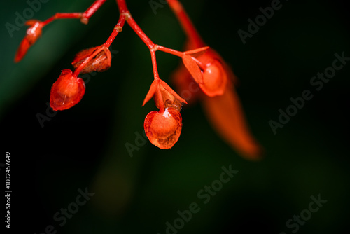 Natural texture and leaves of the Amazon rainforest