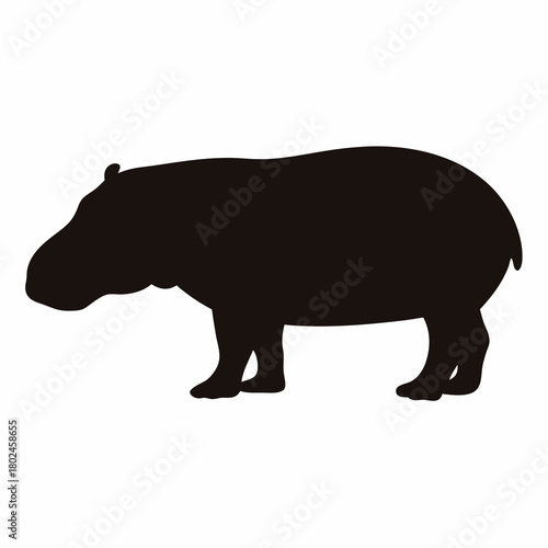 Silhouette of a Common Hippopotamus, a Large, Semiaquatic Mammal, standing still