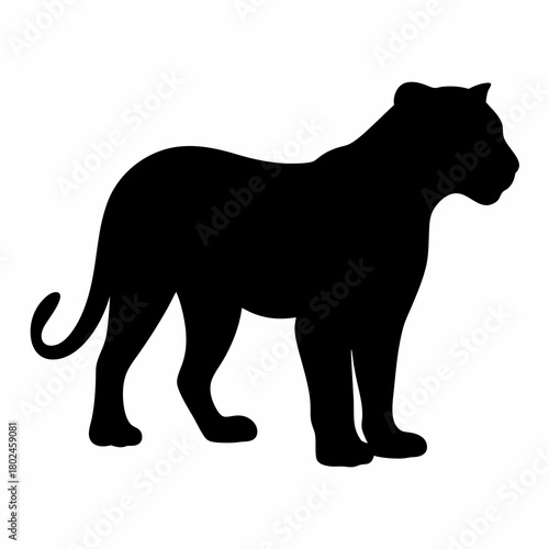 Silhouette of a Standing Mountain Lion, a strong and powerful predator