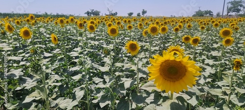 A close-up of a large, vibrant sunflower in full bloom. In the background, other sunflowers can be seen, also facing the clear sky. Sunflower field. A blooming sunflower field in the countryside. 4K.