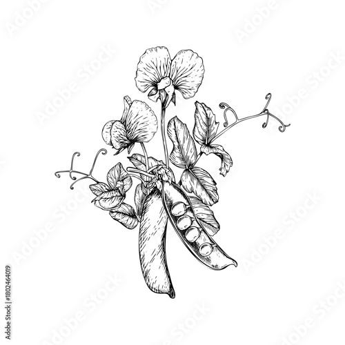 A detailed botanical vector illustration of a sweet pea plant. Delicate blossoms, leaves, curling tendrils, and an open pod with round peas inside. Hand drawn black and white sketch in line art style.