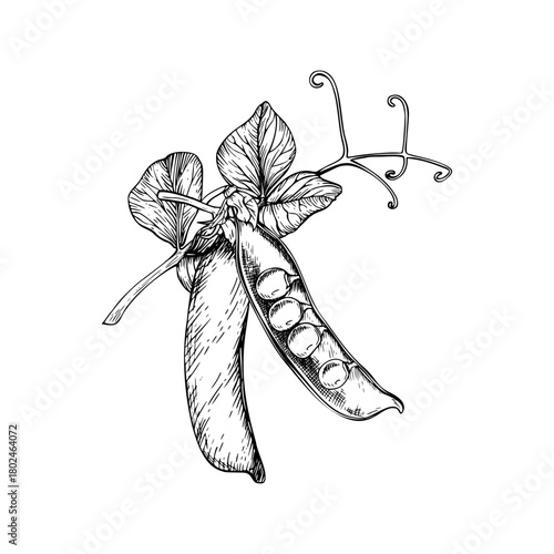 Compositions of a sweet, green pea delicate leaves, curling tendrils, and two pods. One open with round peas inside. Vector illustration painted by black inks. Hand drawn sketch in a botanical style.