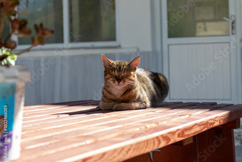 cat on the table