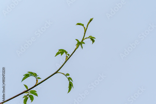 An arching bramble stem Rubus fruticosus carries new serrated leaves. The simple shape stands out clearly against the uniform sky.