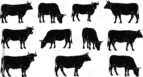 Cow and bull silhouettes vector collection in standing and grazing poses, black livestock icons set for farm, ranch, agriculture, dairy and beef design.