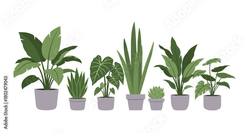A variety of potted green houseplants arranged in a line against a white background.