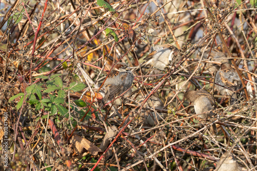 A male house sparrow with distinctive markings sits among other sparrows in the bramble thicket. The birds seek shelter in the dense branches.
